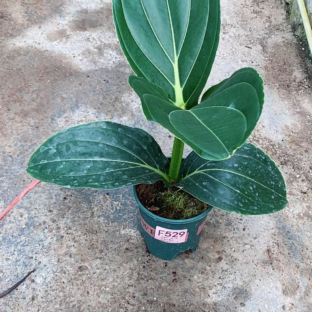 无花朵p****f木本花卉529