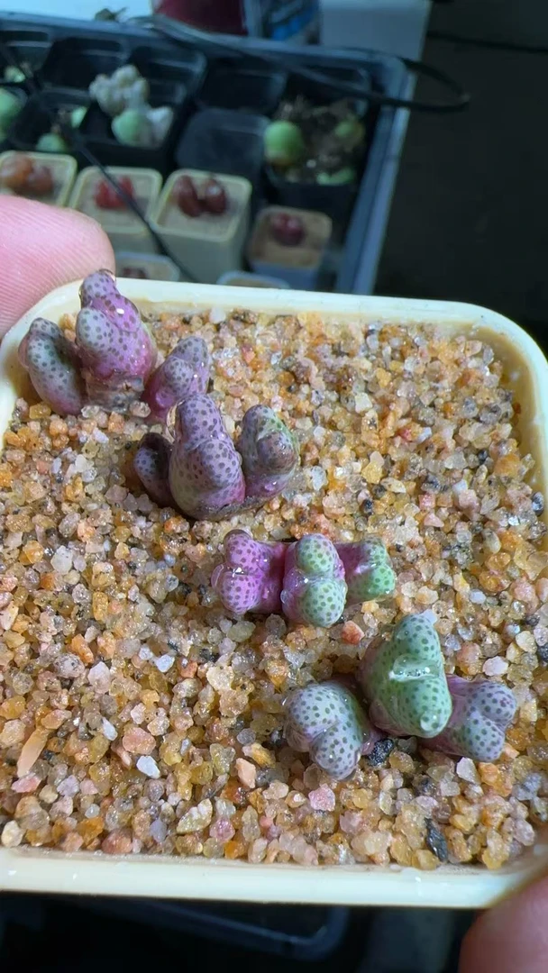 【天津专属】33多肉植物肉锥大型日系草莓斑马一颗