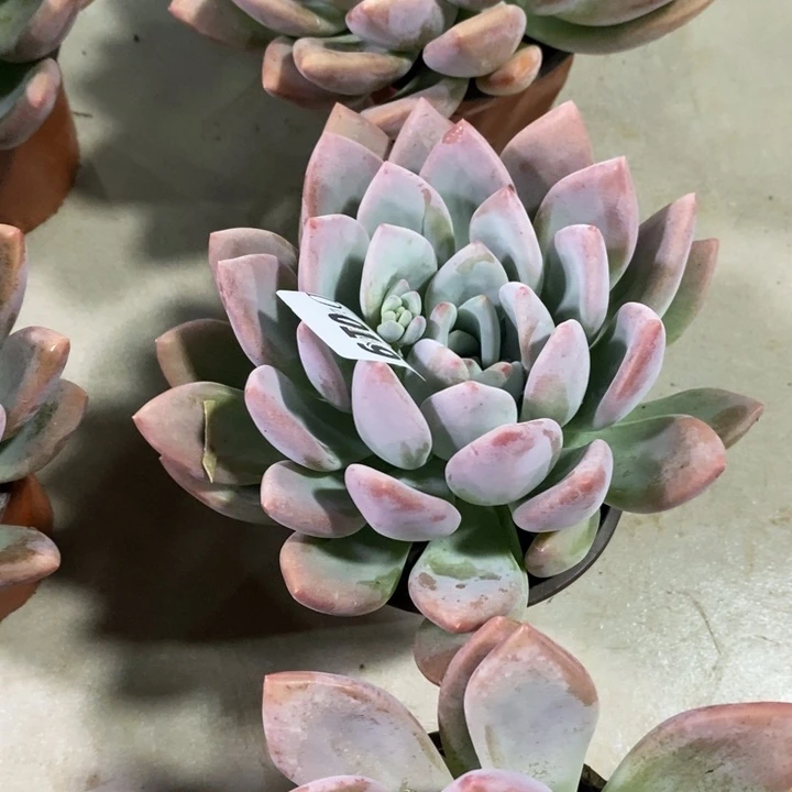 @***阳019奥普多肉植物多肉