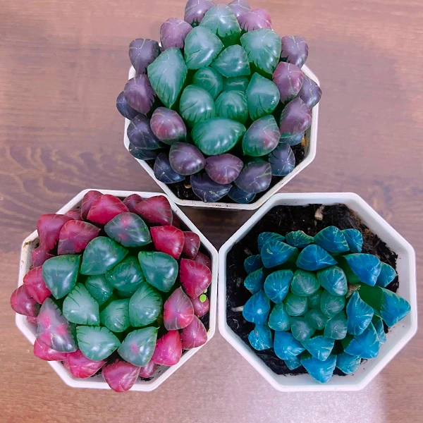 蓝色紫色粉色多肉盆栽多彩组合水晶肉肉不是喷漆不是涂色玉露多肉