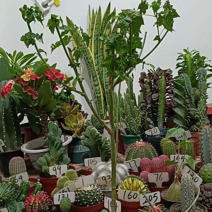 当前无花朵，栽培后可花朵金铃花   15元