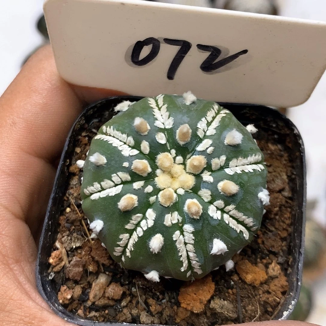 075福利特价咯美纹小