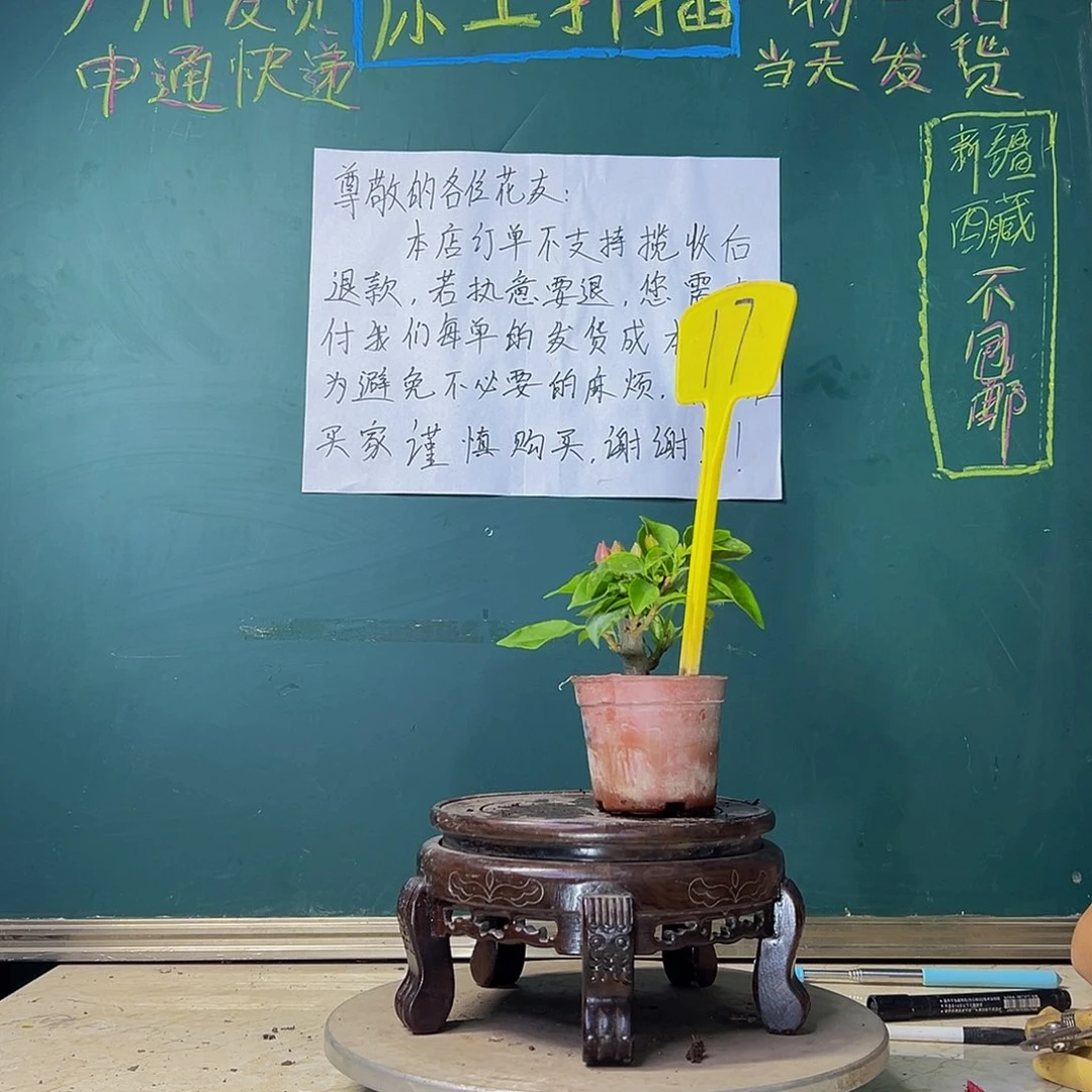 当前无花栽培后可以开花比芭粉掌中宝 17