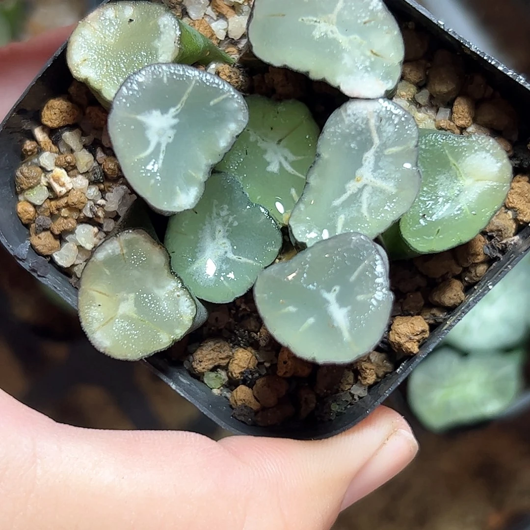 卡罗拉十二卷多肉植物