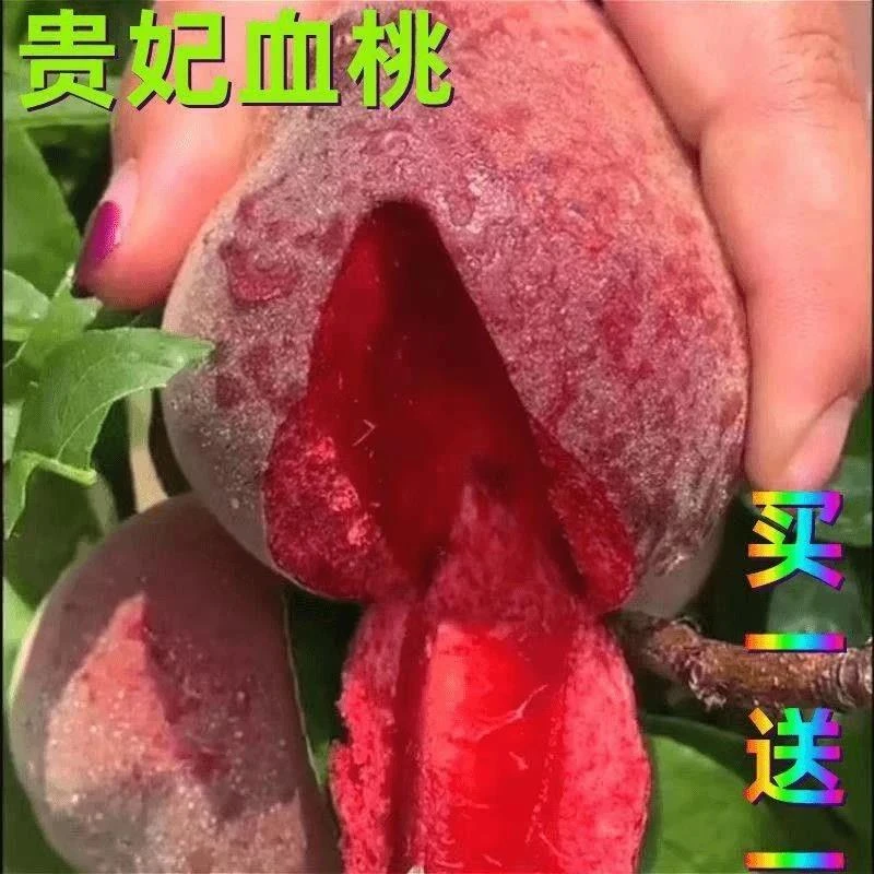 贵妃血桃红肉桃子甜脆桃蟠桃水蜜桃雪桃毛桃新鲜水果血桃
