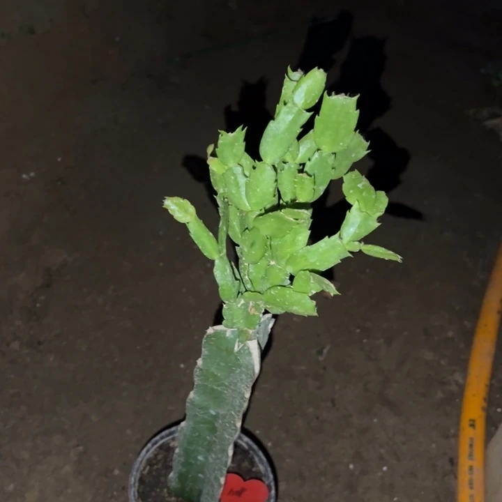 人***态当前无花栽培后可以开花雅丝1109