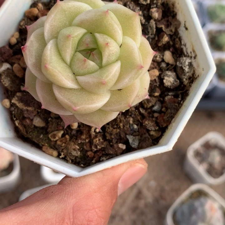 豆豆姐。      专拍。   链接麦秆