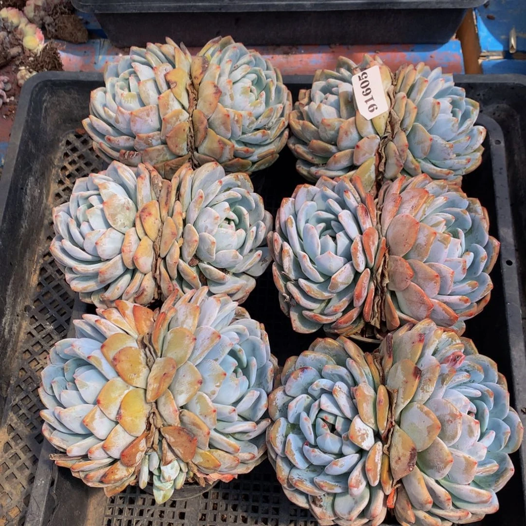 91605六个嗯嗯嗯嗯嗯嗯好喜欢