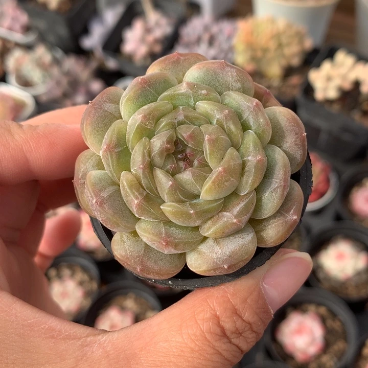 精控白色恋人多肉