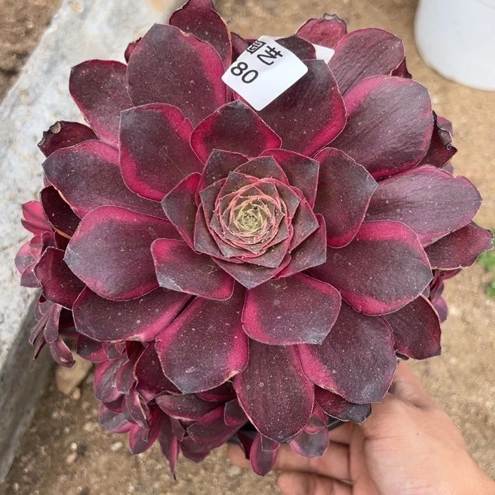 纳福魅金锦多肉植物280