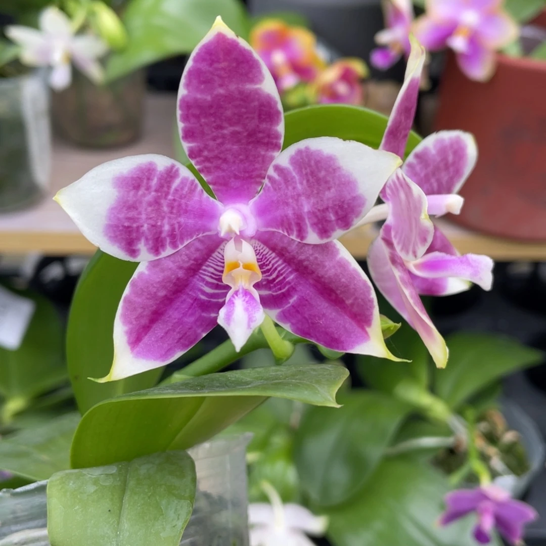 大部分开放少量花苞