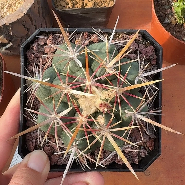 实生大统领仙人球23