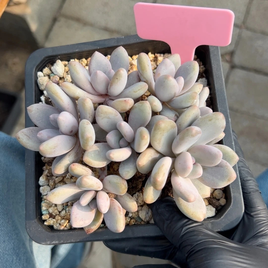 三明治11111111111111111