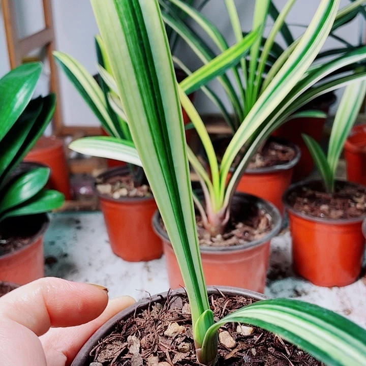 完全开放君子兰好看