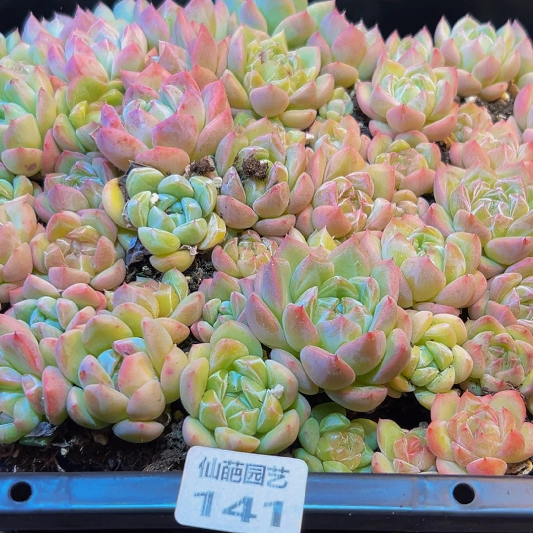 141多肉的小龙虾和一
