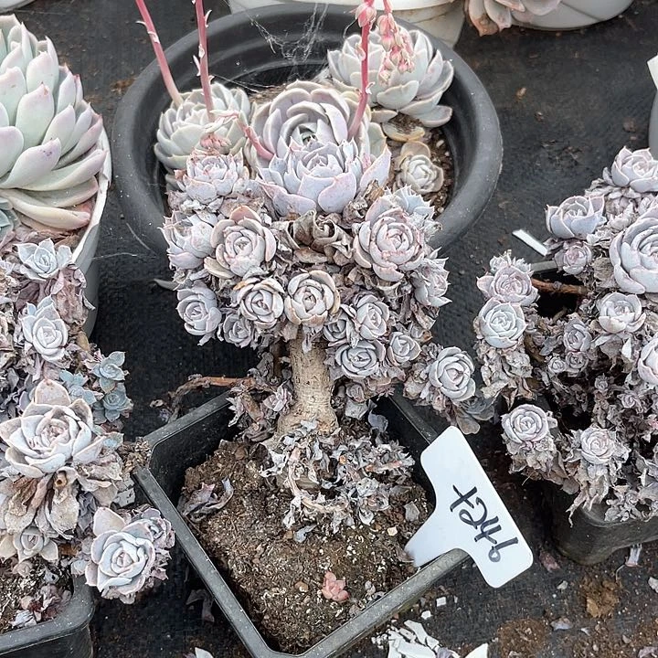 晨语多肉，一物一拍，不售后