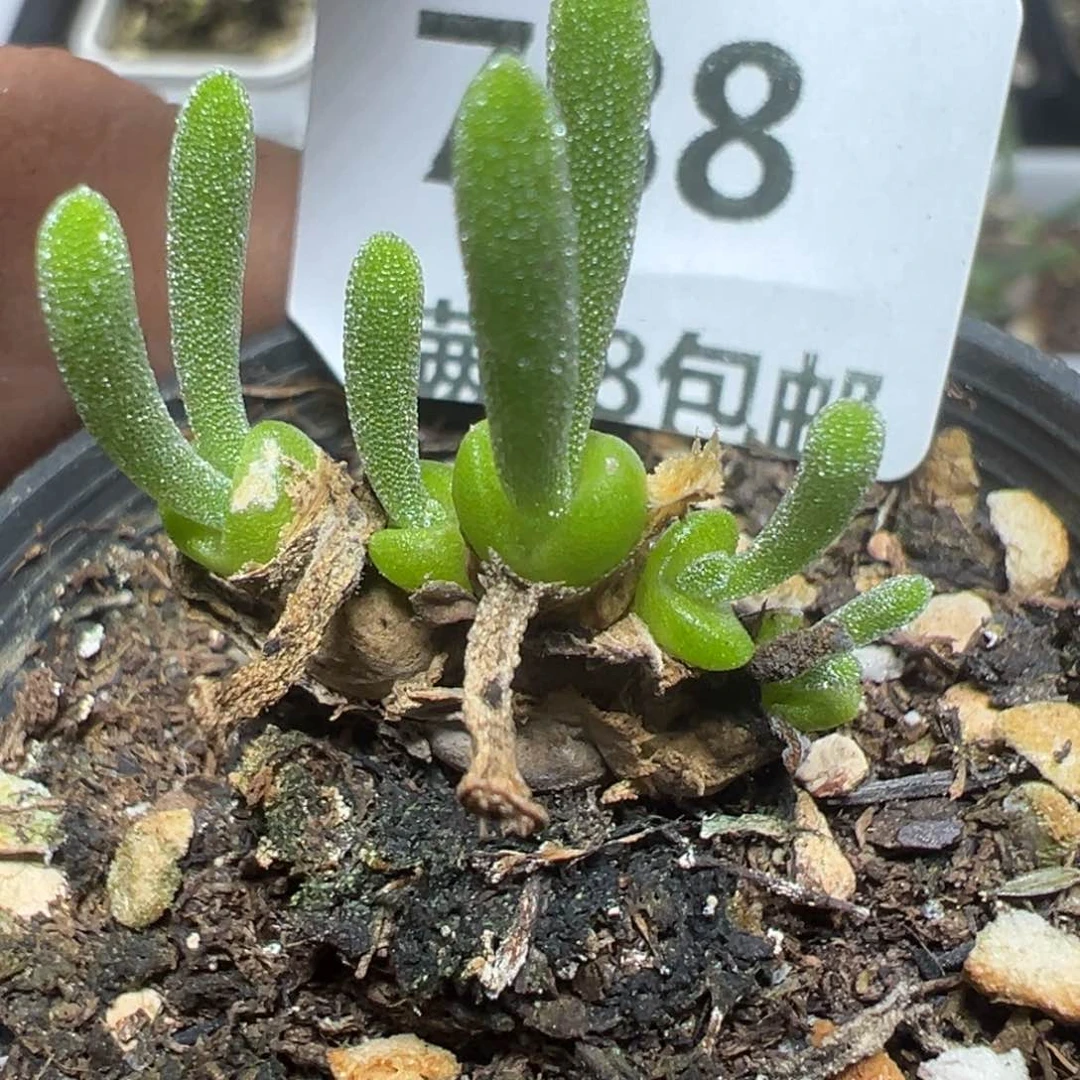【闪购商品】 788。