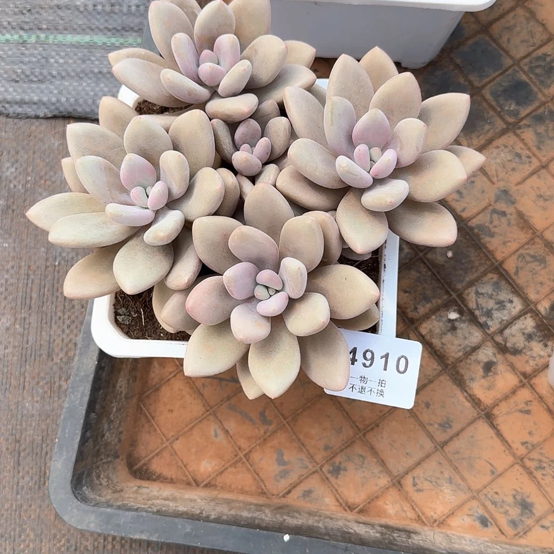 吴4910原始虞美人