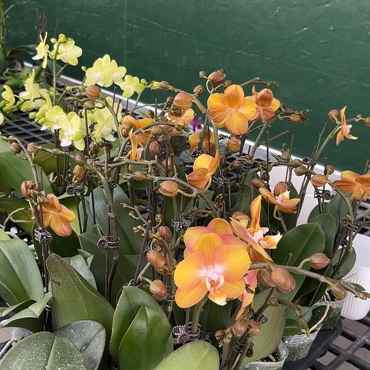 大部分花苞少量开放拉斯维加斯