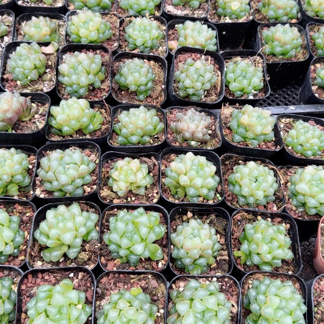 洛神玉露多肉植物一颗