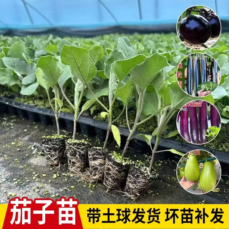 【福利20颗茄子苗】高产杭线茄圆茄紫长茄线茄烧烤茄白绿长茄原土球