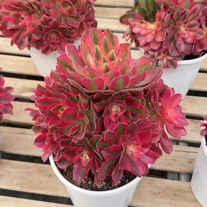 法师多肉植物女巫