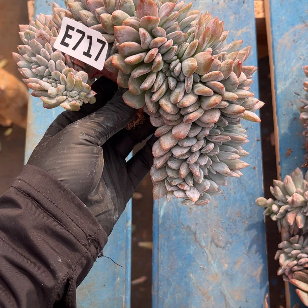 短****芙717号新疆西藏内蒙古不包邮