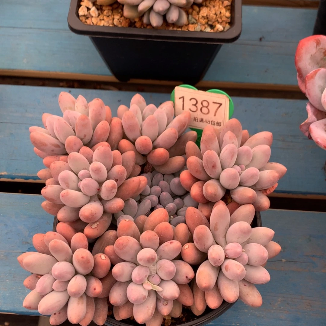 大叶汤圆开播福利1387