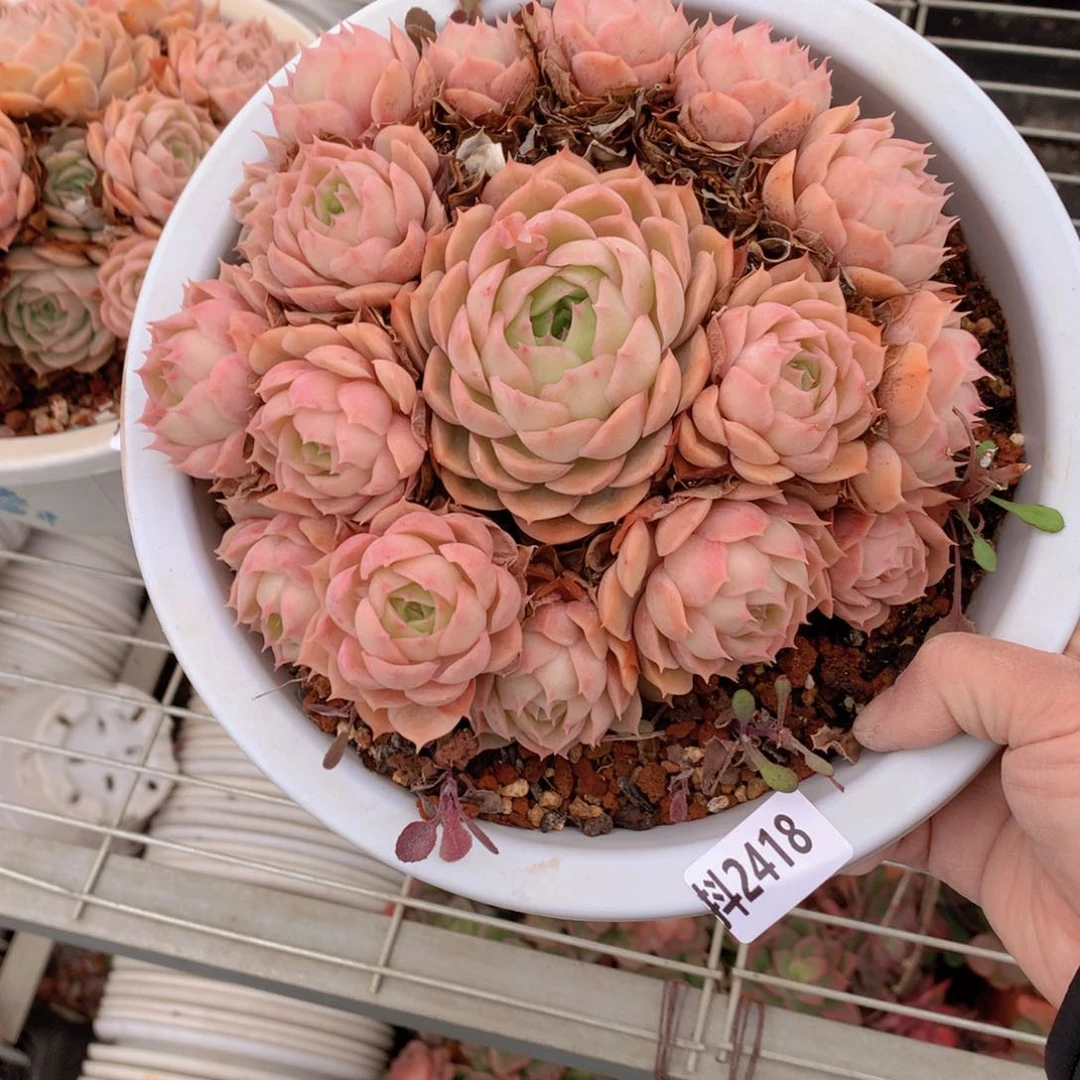 2418昂斯诺的微博内容提要