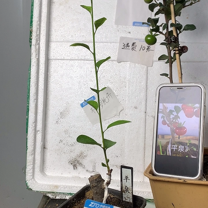 范***朋无花朵我不知道该不高兴了