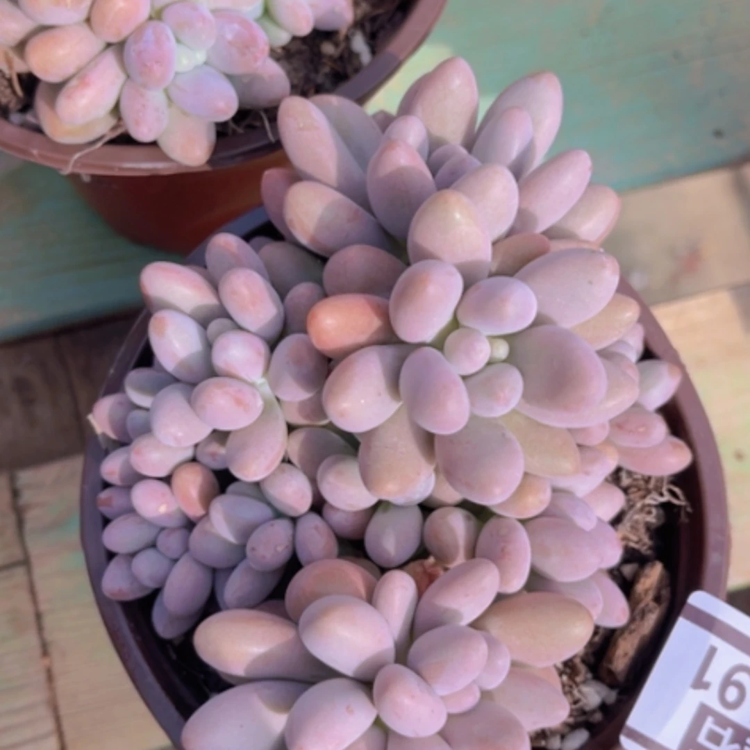 【闪购商品】粉恋28191