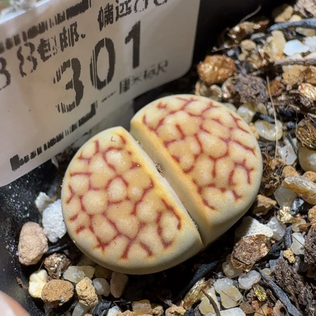 Ssss精品生石花301