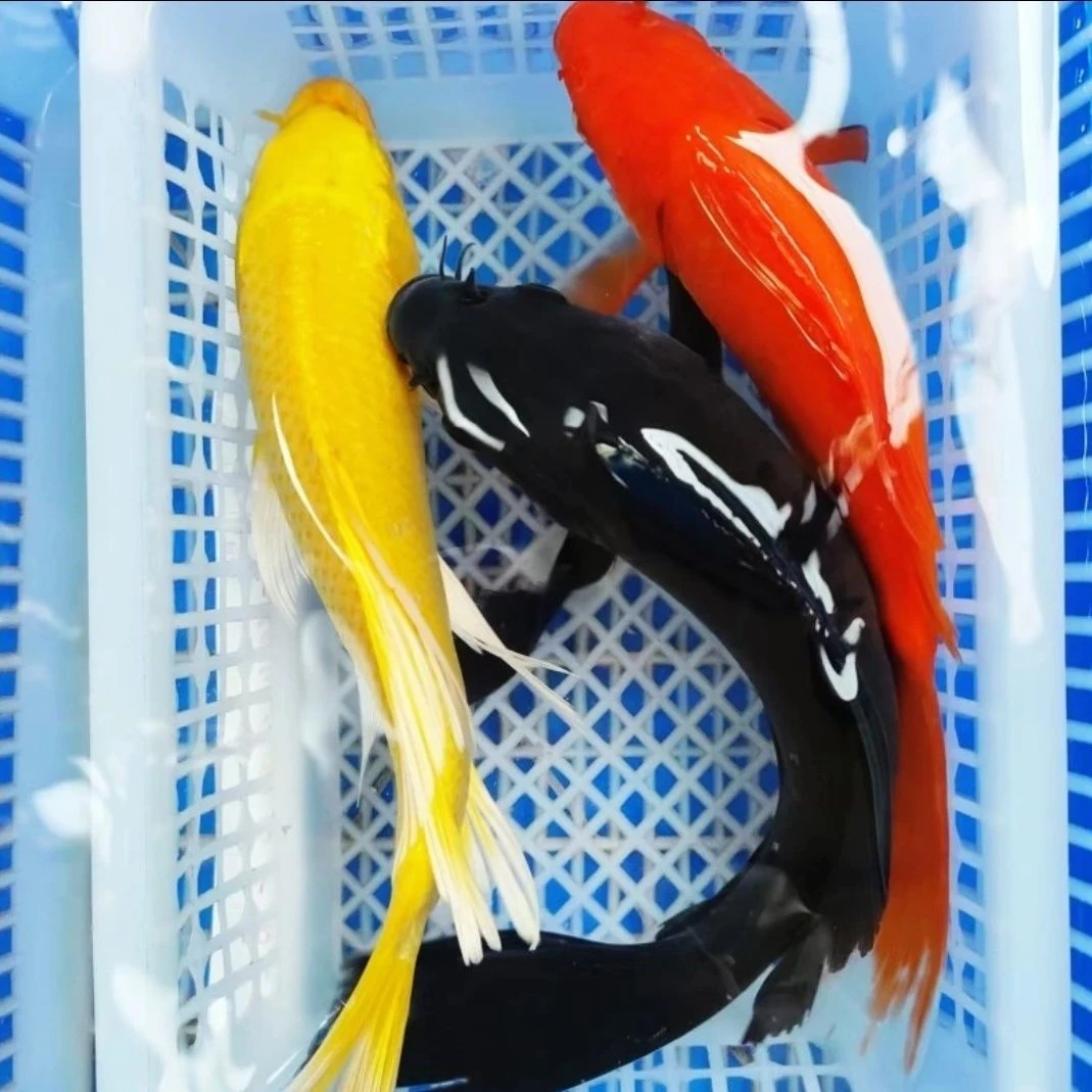 18号【1黄1黑1红】14-17公分黄金锦鲤黑金锦鲤红草金 冷水观赏鱼