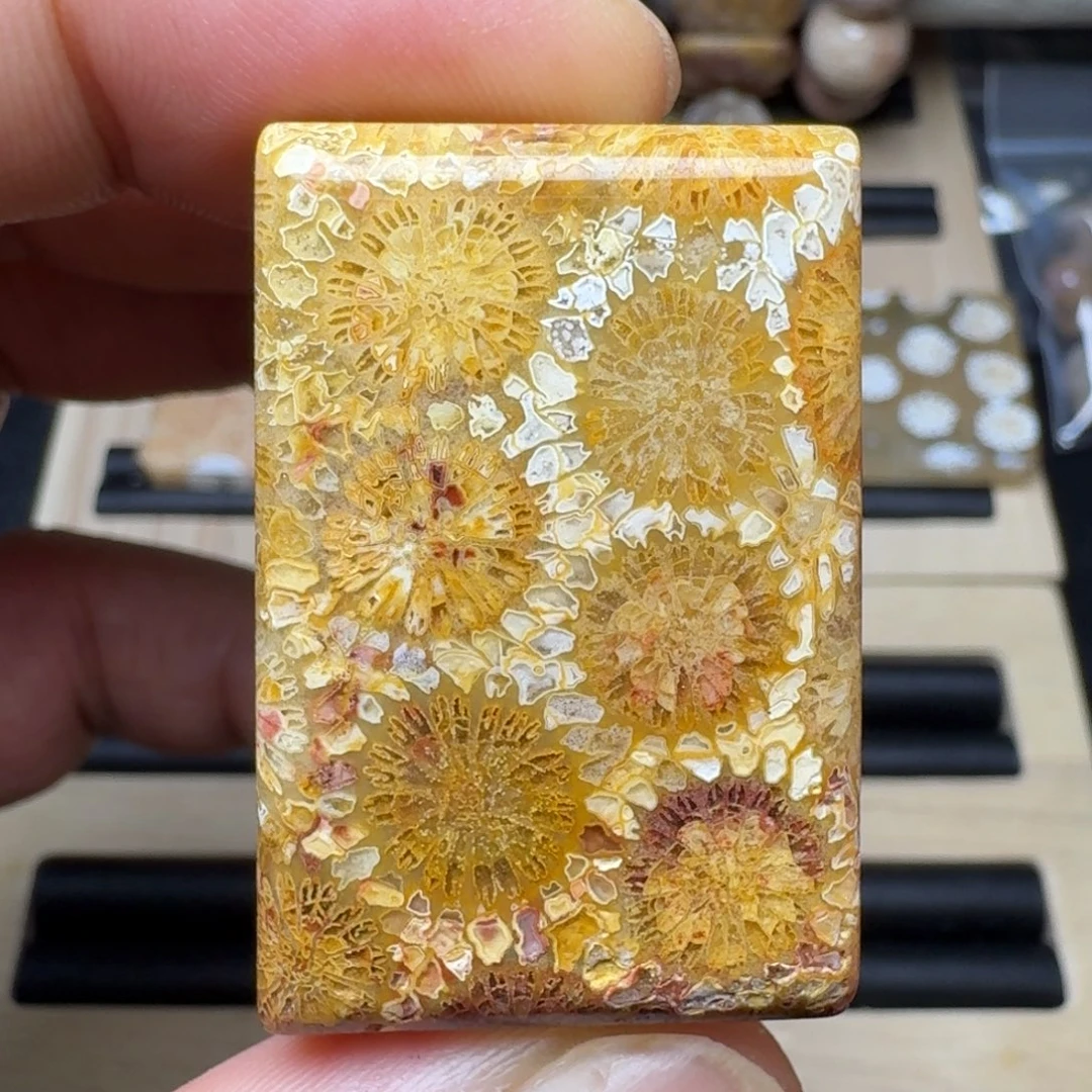 硅化珊瑚（珊瑚玉）未镶嵌纯天然色有机玉石保真色