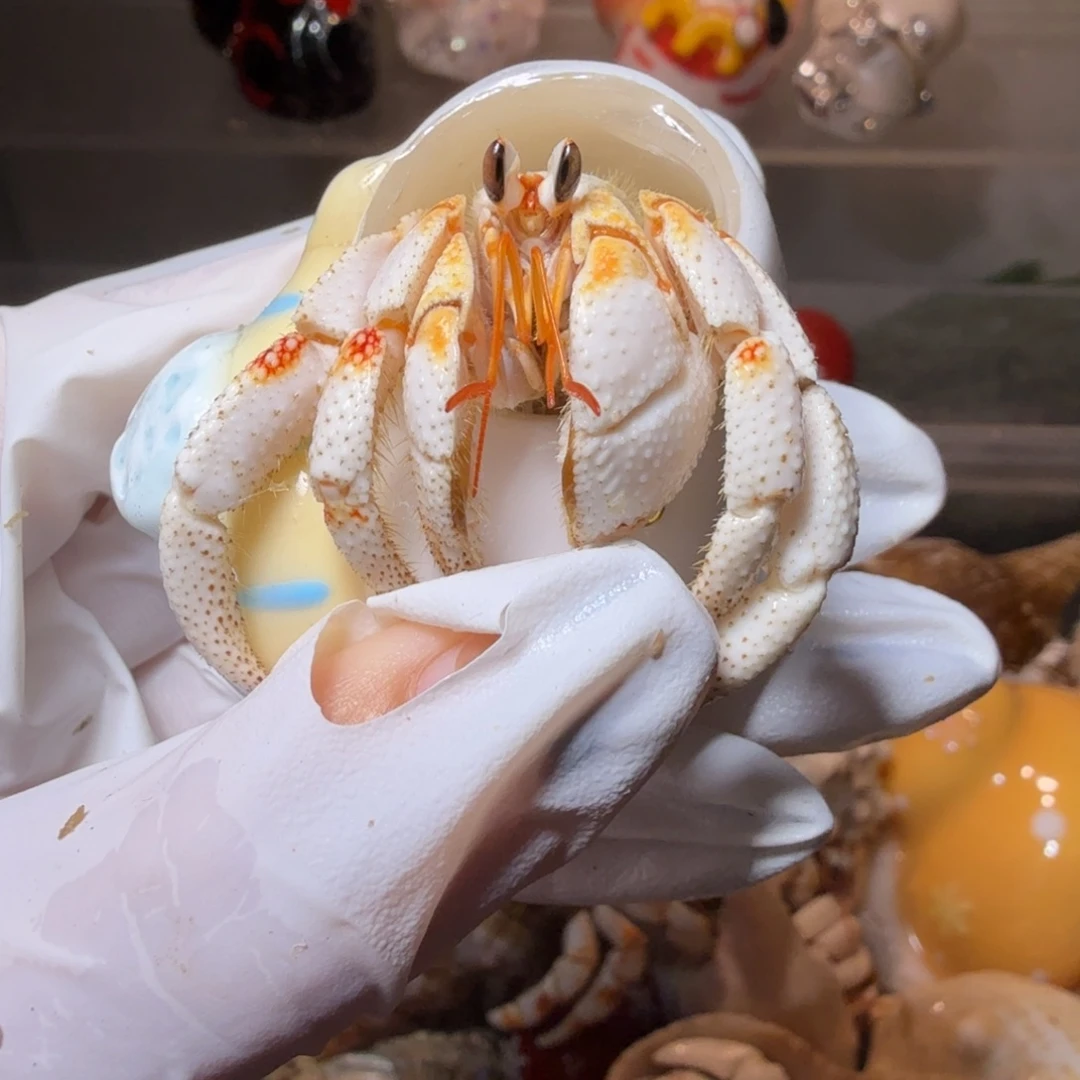 2.3口金肩竹节色