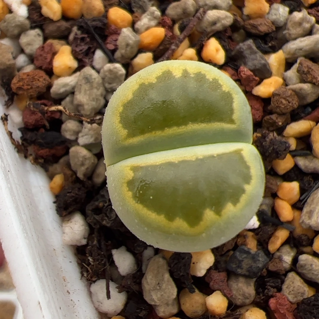 0235号绿菊 多肉植物