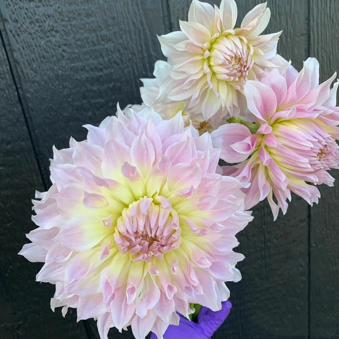 【卡氏云】进口多年生重瓣大丽花种球盆栽地栽送肥料