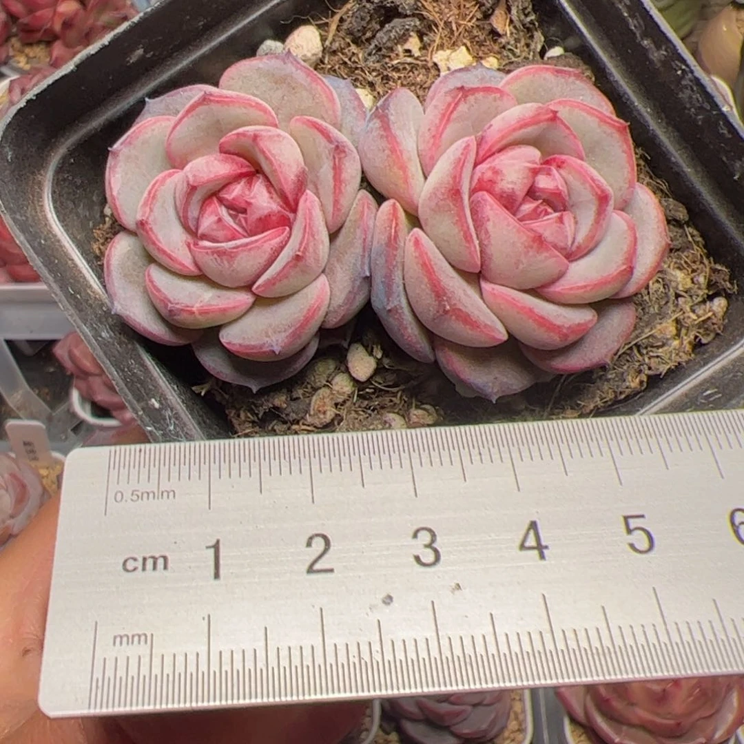 S****a180 多肉植物组合盆栽