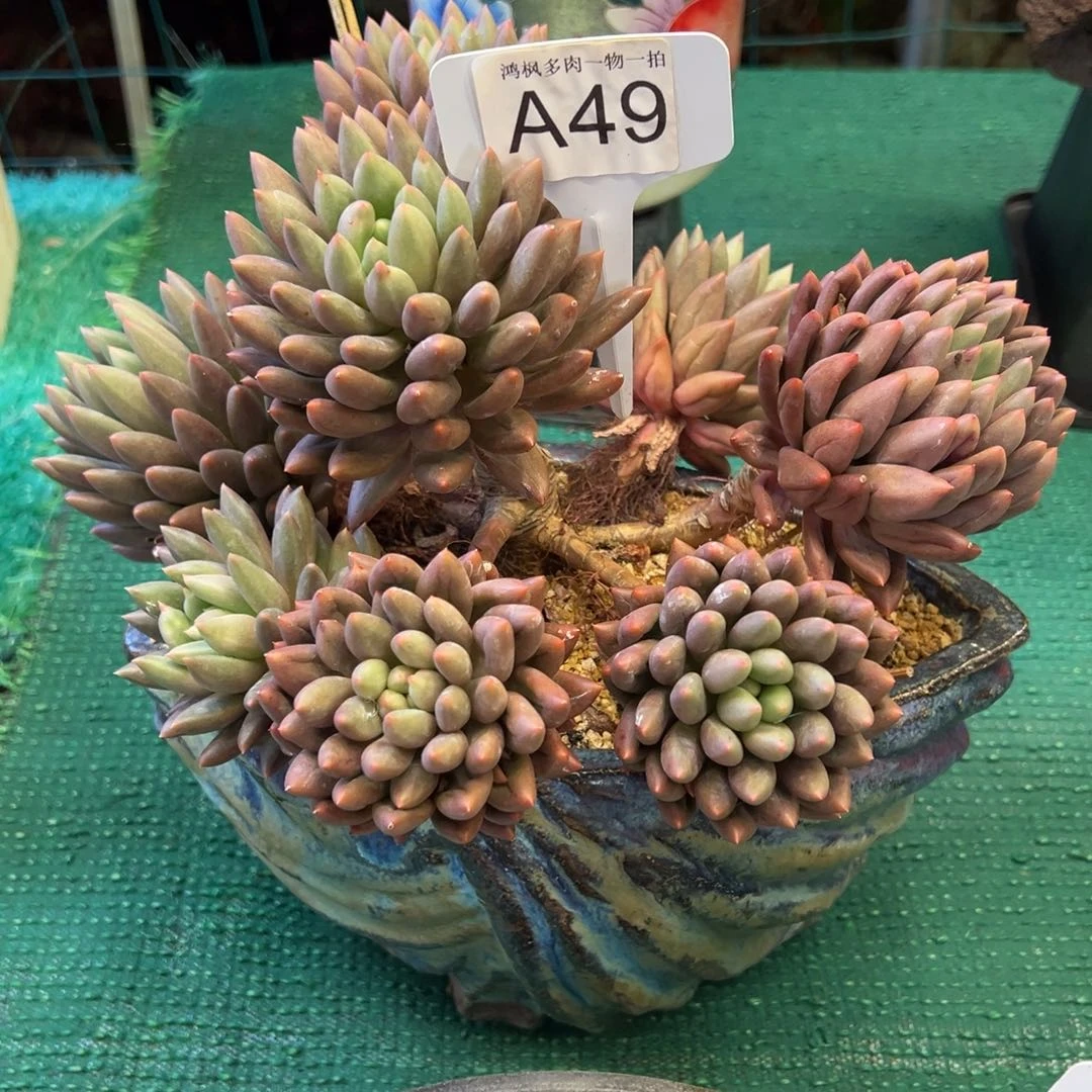 红蜻蜓，，，，，，，，，，，，，，，，，