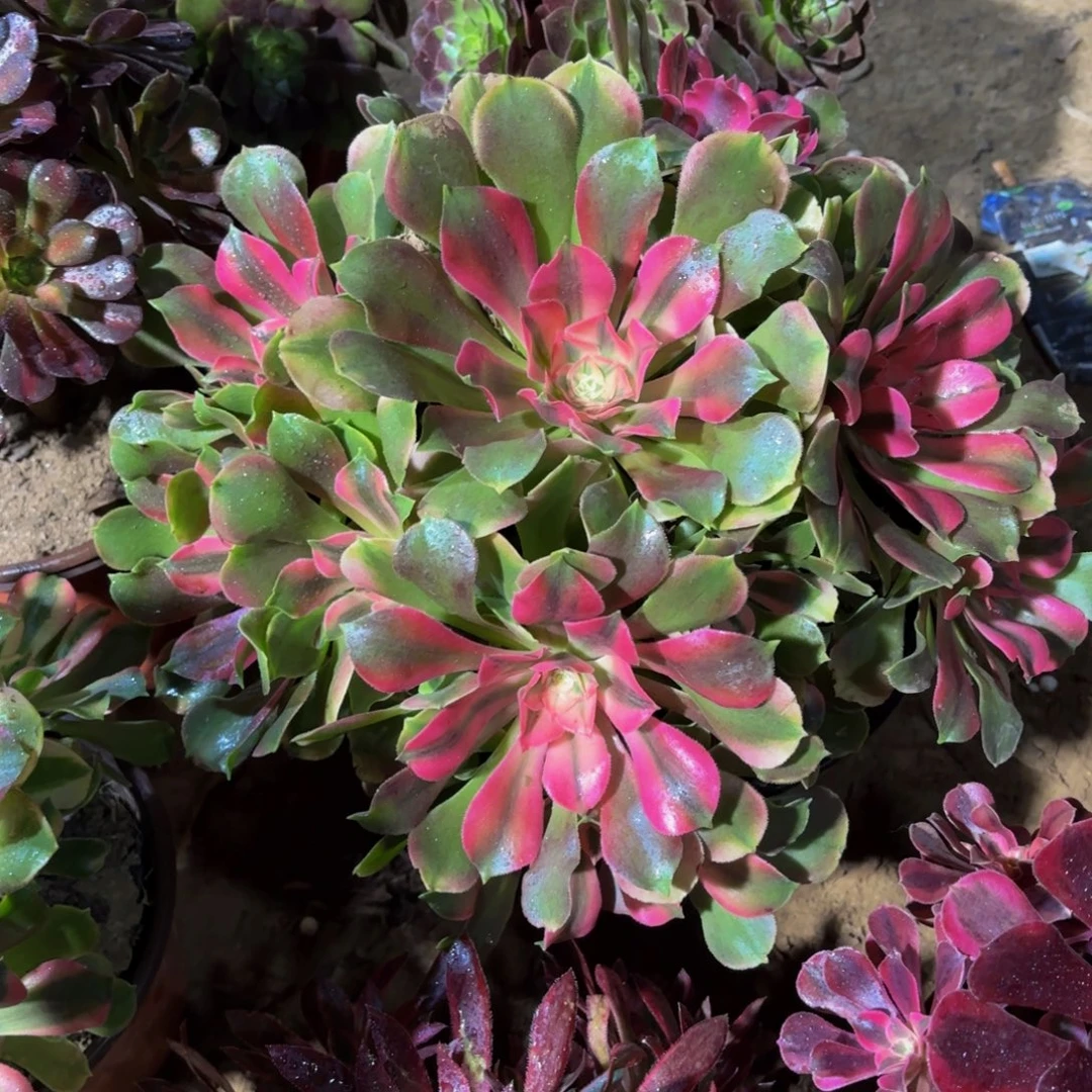 香妃法师22.8多肉植物