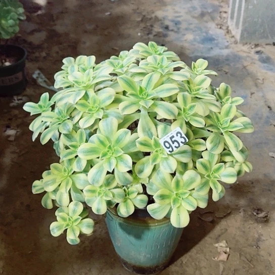 953星爆老桩法师