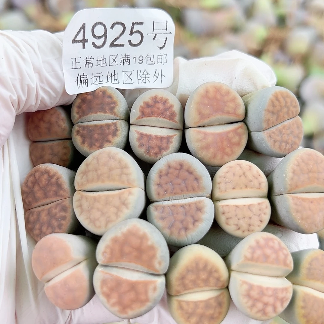 4925 好养易活生石花大母本15个