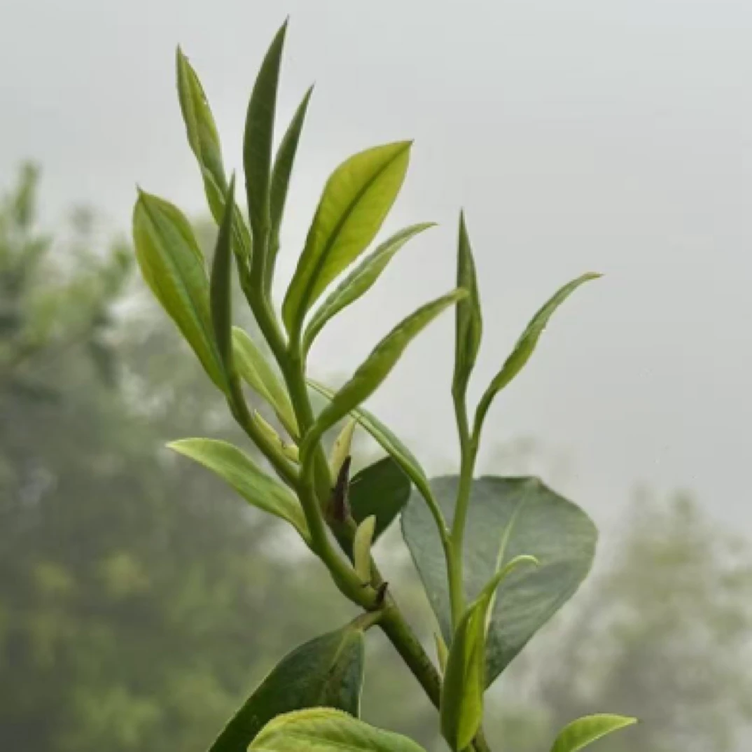 2025年头春·赵氏迷帝·二类古树生茶