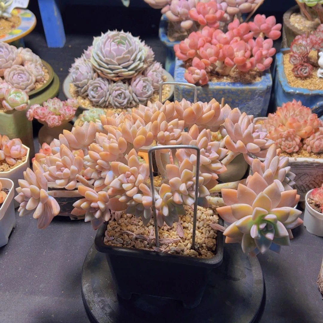 ?*?淡雪缀，多肉植物