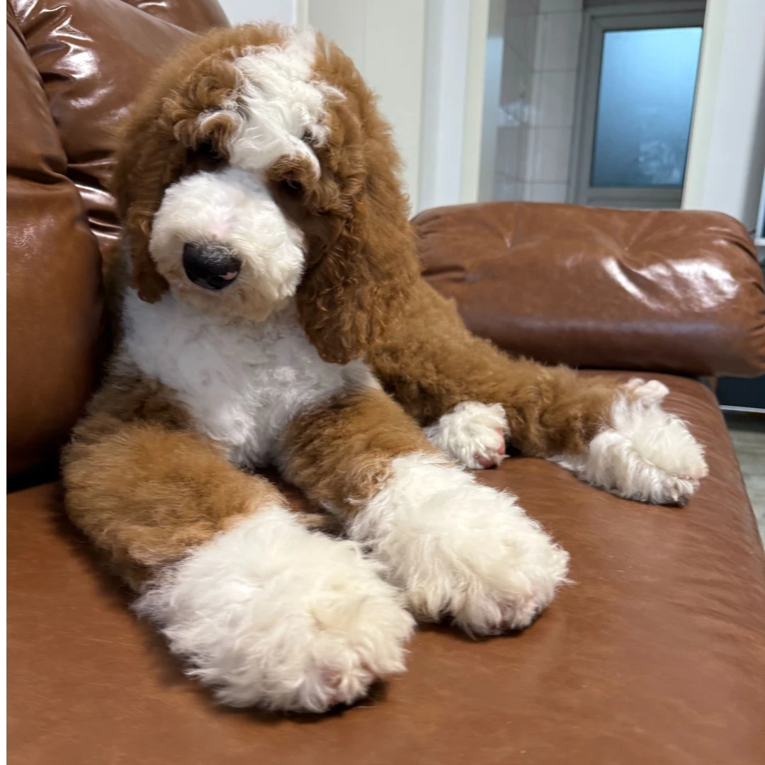 红白花巨贵犬燕尾颜色红爆毛