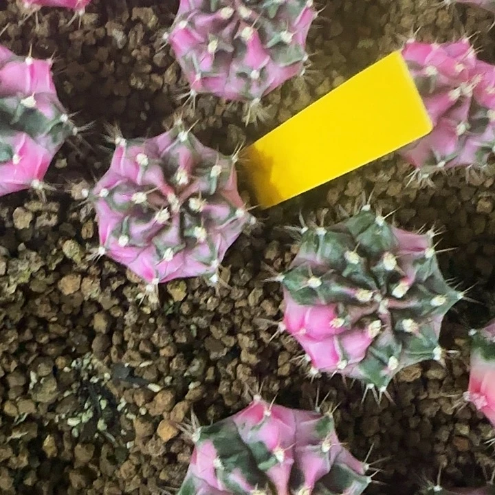 L723-1216泰国发货 粉钻