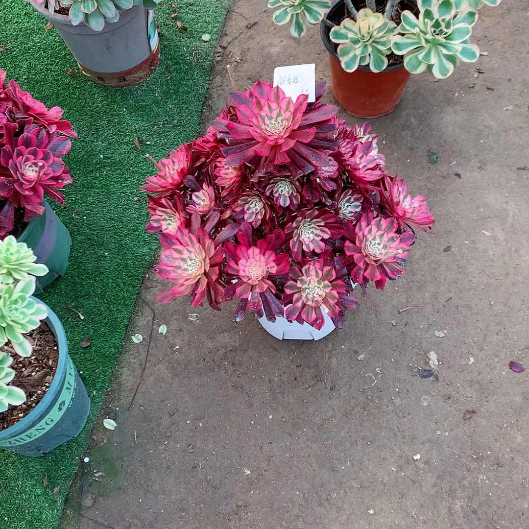 【闪购商品】快**子黑铜白，多肉