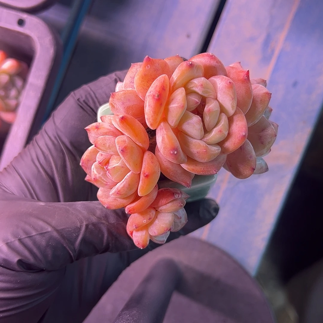 *****2914，五头星影脱土发货