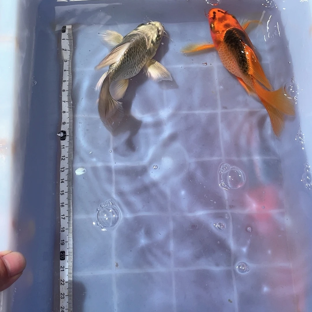 蝴蝶鲤渔场直发17