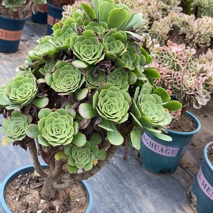 绿羊绒62多肉植物法师法师法师